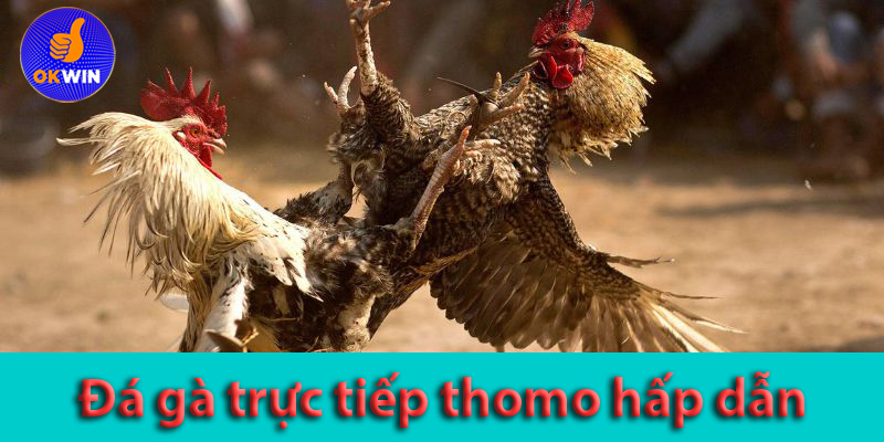 Cá cược đá gà trực tiếp là gì? Cách tham gia cá độ cho người mới